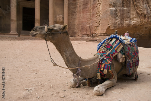 Camel rest in front of Al Khazneh Treasury ruins, Petra, Jordan