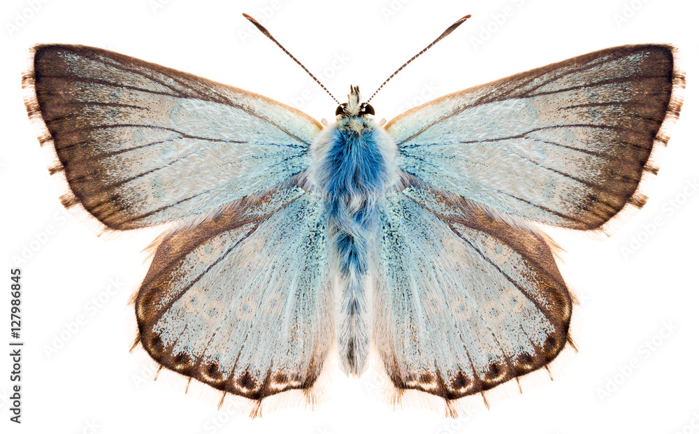 Fototapeta premium Motyl Chalkhill niebieski lub Polyommatus coridon. Piękny niebieski motyl rodzina Lycaenidae na białym tle, grzbietowy widok motyla.