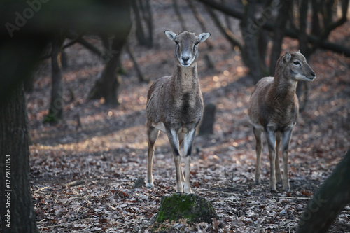 Two deers standing in the forest