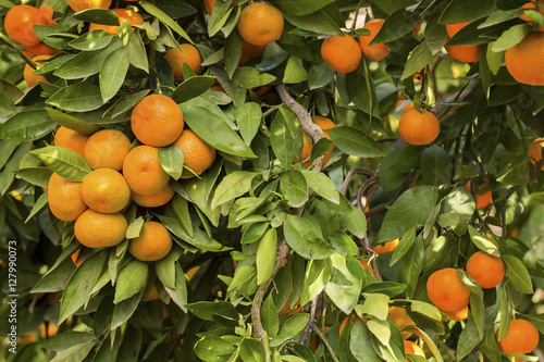 Mandalina Ağacı