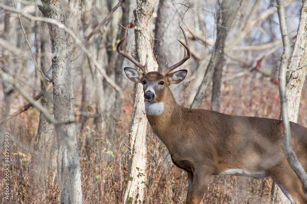 Fototapeta premium Whitetail Deer Buck