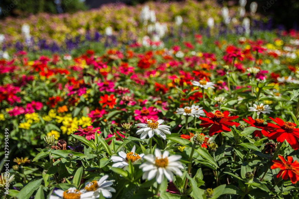 Obraz premium Flowers