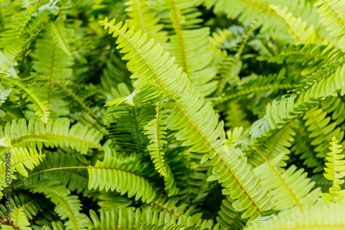 green fern as a background, close-up.