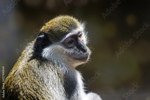 innocent monkey portrait