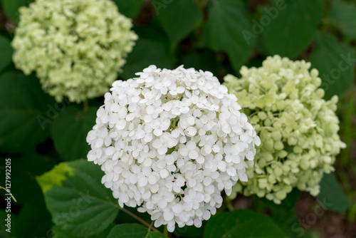 Smooth hydrangea,anabelle