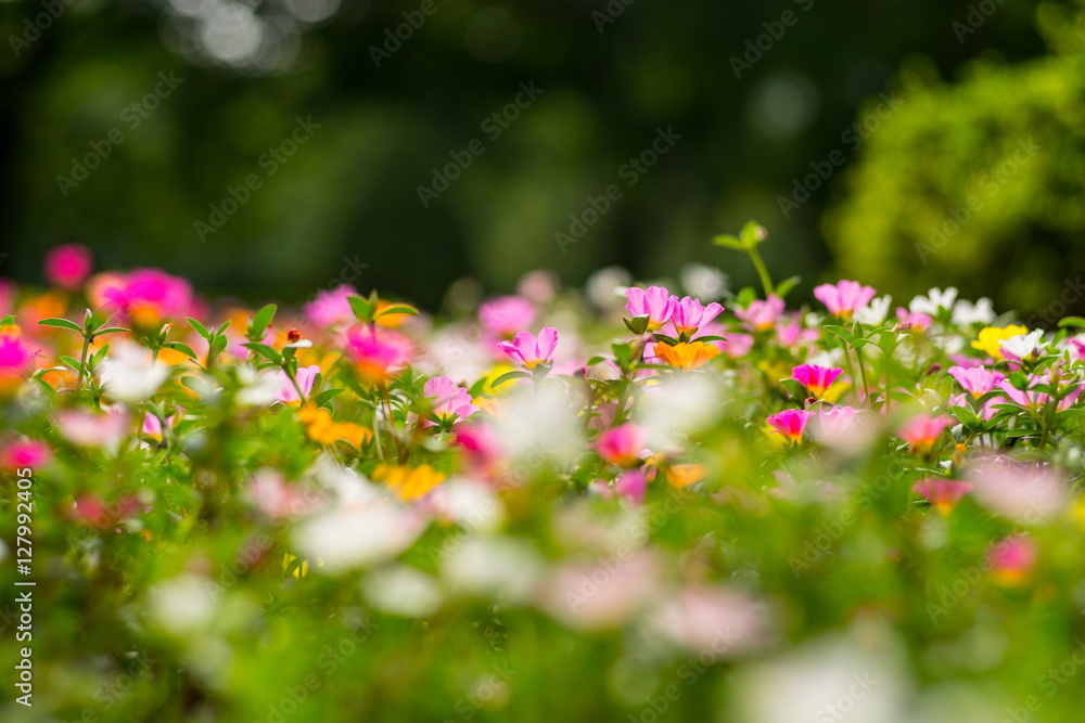 Fototapeta premium Colorful portulaca oleracea