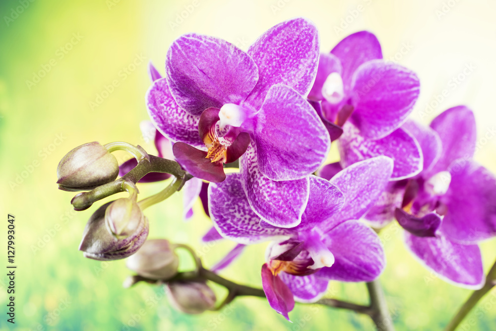 Naklejka premium Flowers - Orchidea, Orchid