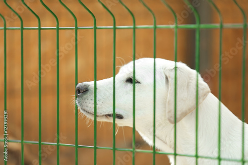 Portrait of white homeless dog in animal shelter cage © Africa Studio
