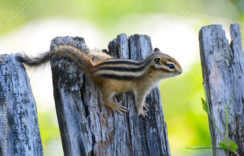 Chipmunk small striped rodent of the squirrel family. The photo Siberian chipmunk.