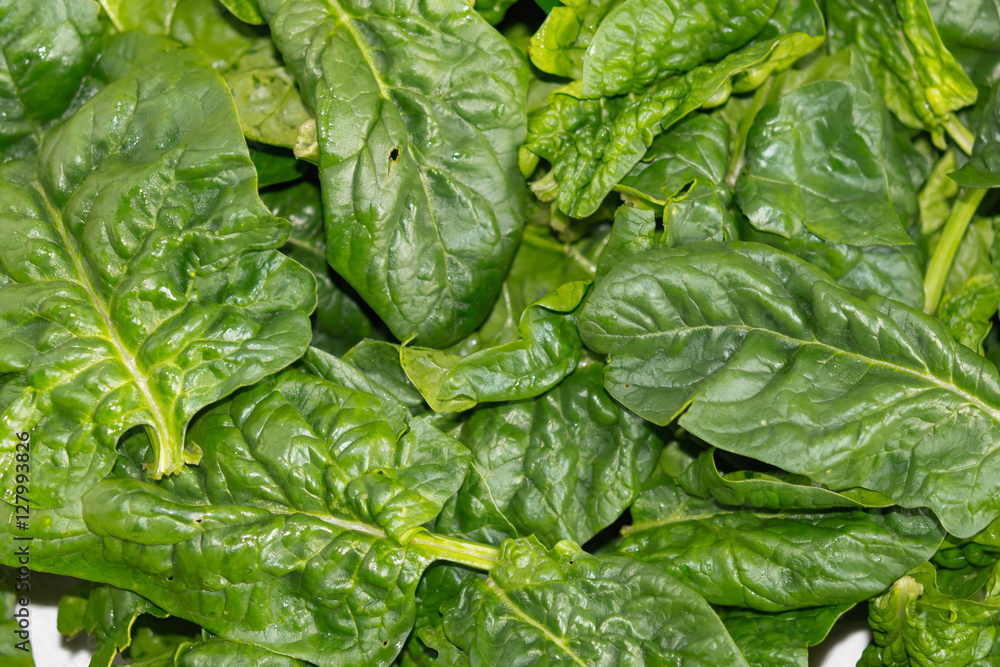 Fototapeta premium Close-up of fresh harvested green spinach leaves. Top view image Spinacia oleracea, healthy vegetable food for low carb or low fat diet, photo for cooking concept, blog, book, magazine