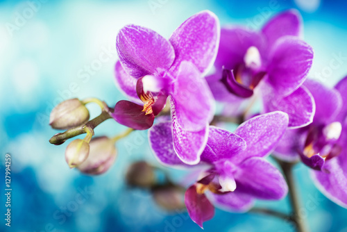 Flowers - Orchidea, Orchid © Maciej Olszewski