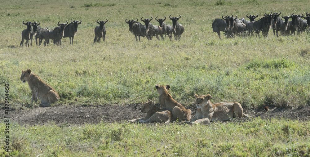 Worried Wildebeest and Hunting Lions