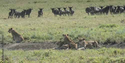 Fototapeta Naklejka Na Ścianę i Meble -  Worried Wildebeest and Hunting Lions