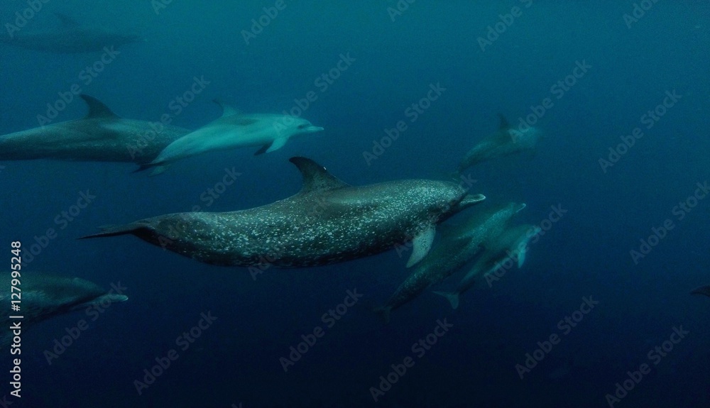 School of Dolphins School of Dolphins