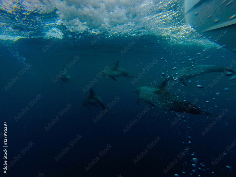 Naklejka premium Dolphin Escort