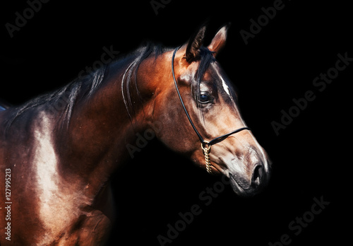 portrait of beautiful bay arabian colt
