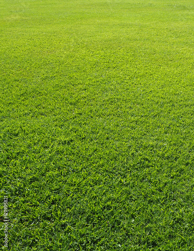 Green Grass field in the park.