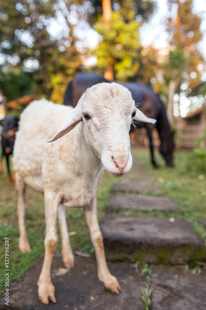 Fototapeta premium Close-up portrait of a sheep and a horse on background