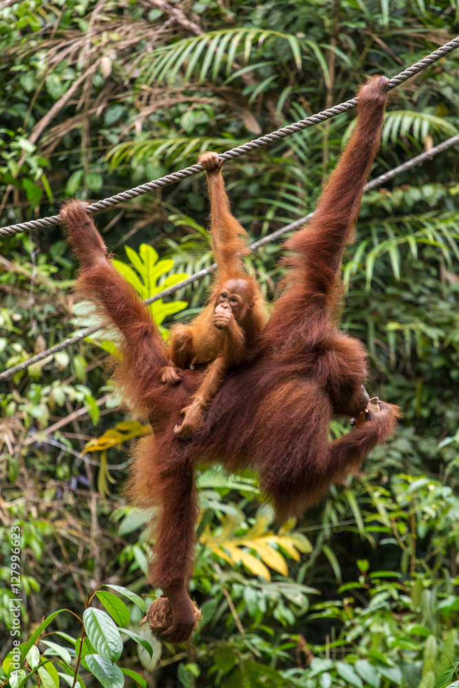 Female orangutan hanging on the rope Female orangutan hanging on the rope