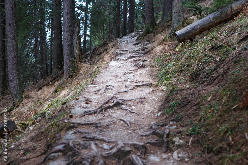 Fototapeta premium The narrow pathway in the High Tatras mountains.
