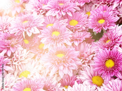 Pink Chrysanthemum flowers  beautiful flowers in the garden for background