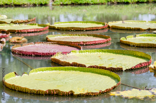 Victoria waterlily with giant leaves in a pond