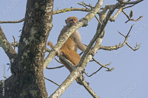 Rhesus Monkey high in a Tree