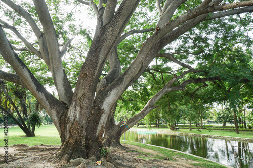 giant tree in the park with spread branches