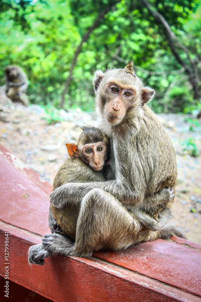 Naklejka premium Little monkey