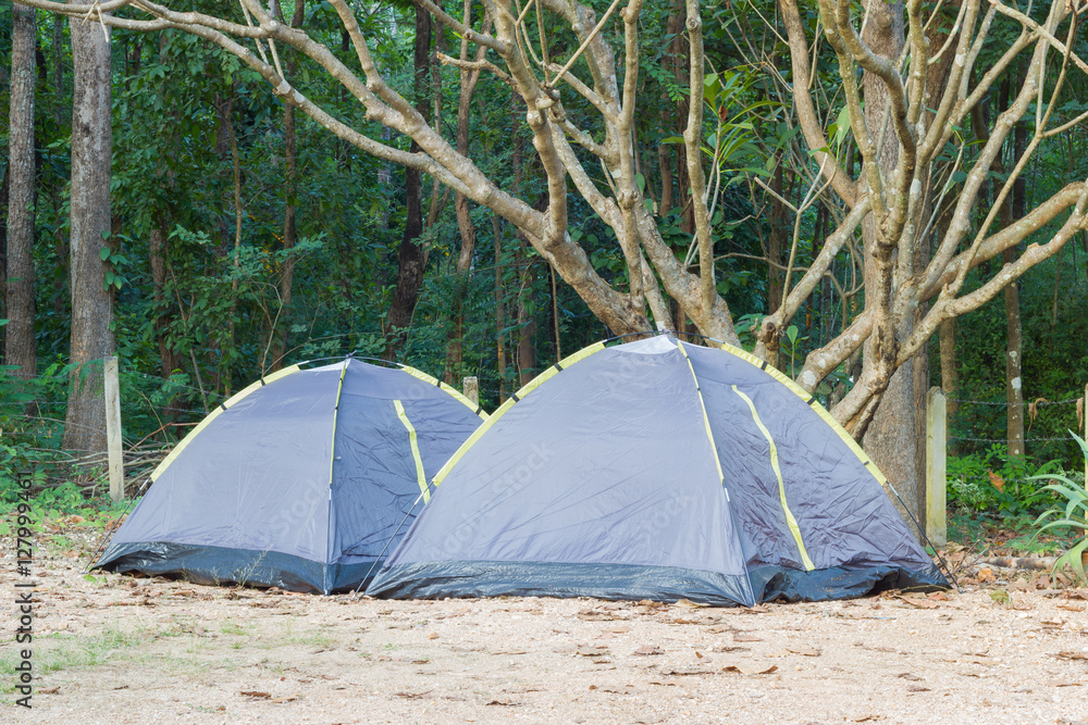 Two Tents under plumeria tree in the national park, horizontal photo