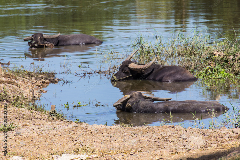 Fototapeta premium Thai buffalo in river