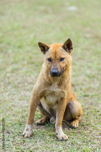 thai stray dog in grass © prwstd