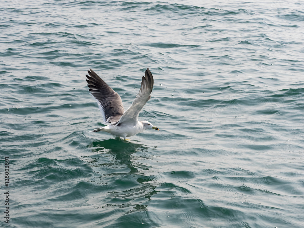 Seagull landing on the sea
