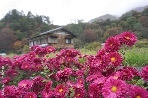 beautiful pink flower with traiditional Japanese house at Shirak photo