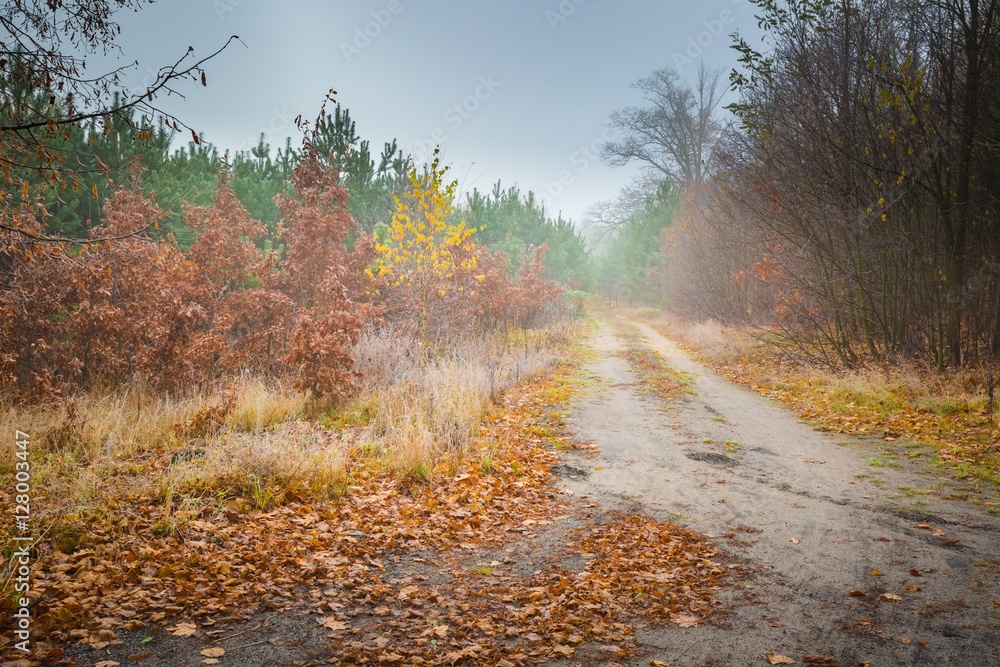 Fototapeta premium Early winter forest