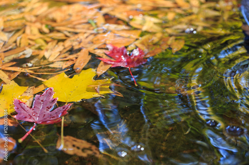 Yellow and red maple leaves on the calming green water.