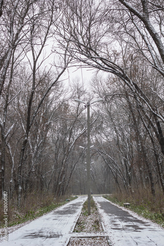 Winter alley between the frozen trees © dashtik