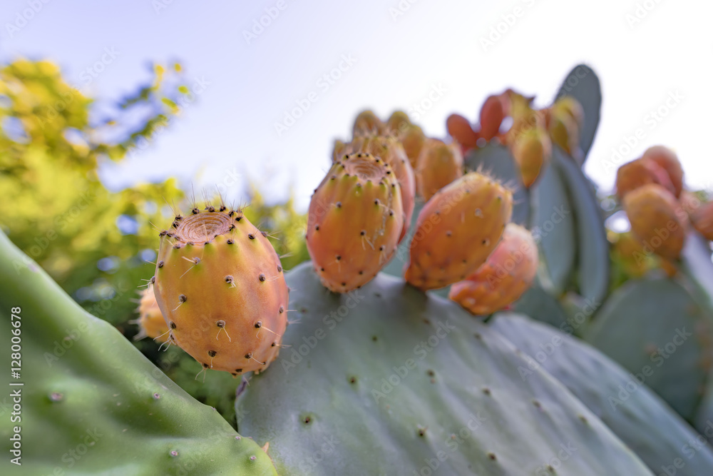 Sabra cactus branches (Opuntia ficus-indica) with many ripe fruits. Prickly pear cactus with juicy sweet fruits. Sabra cactus branches (Opuntia ficus-indica) with many ripe fruits. Prickly pear cactus with juicy sweet fruits.