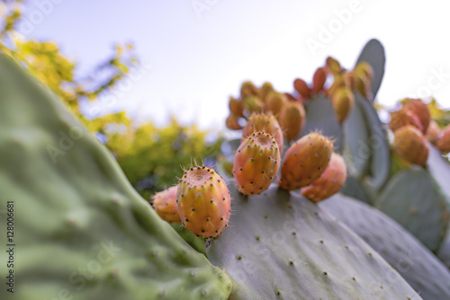 Sabra cactus branches (Opuntia ficus-indica) with many ripe fruits. Prickly pear cactus with juicy sweet fruits. photo