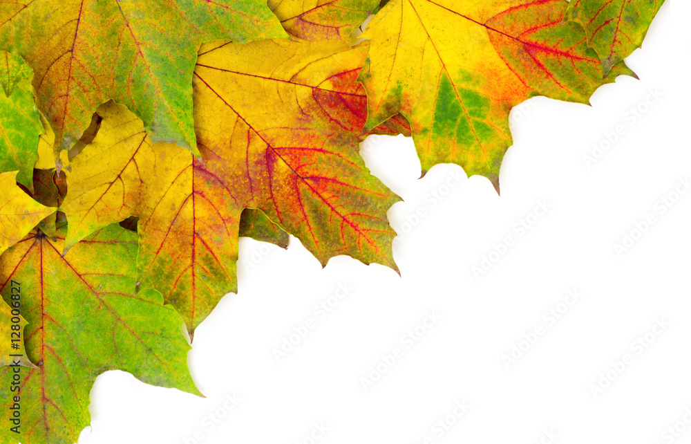 autumn maple leaves isolated on a white autumn maple leaves isolated on a white