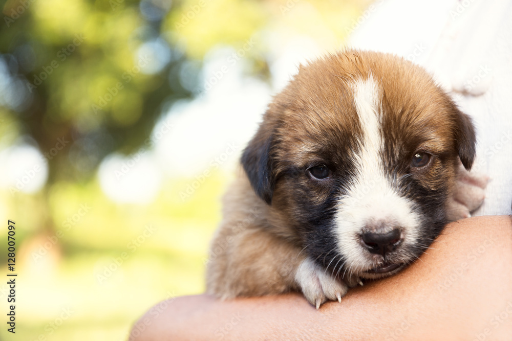puppy dog in hug with blurry focus nature background. shallow depth of field , select focus on right eye. lenflare sunlight effect. puppy dog in hug with blurry focus nature background. shallow depth of field , select focus on right eye. lenflare sunlight effect.