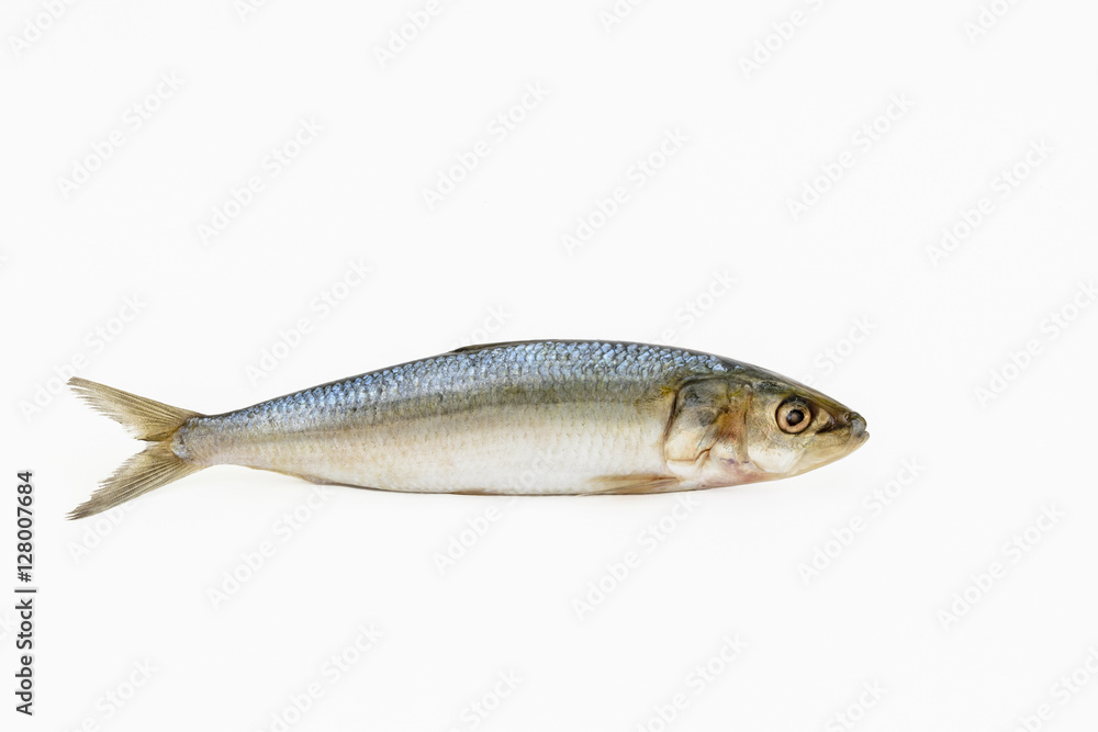 Single Sardine fish Single Sardine fish