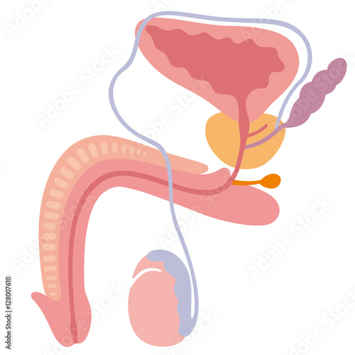 男性生殖器　断面図 photo