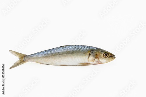 Single Sardine fish