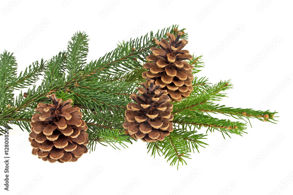 Branch of fir-tree and cones on a white background Branch of fir-tree and cones on a white background