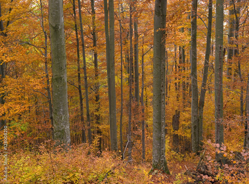 Colorful beech forest in autumn colors. Beautiful forest in october