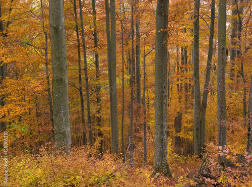 Colorful beech forest in autumn colors. Beautiful forest in october