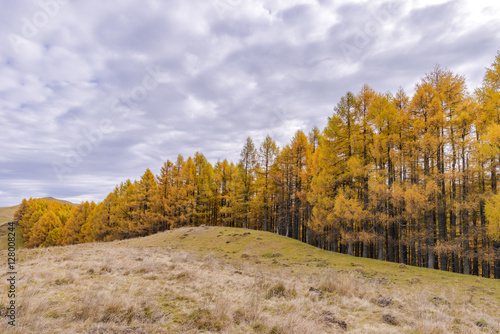 Large forest of European larix (Larix decidua) on top of the mountain in beautiful autumnal colors.