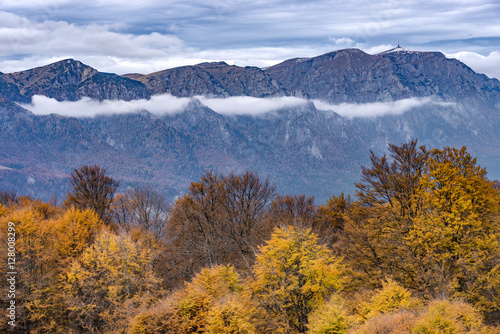 Beech forest in late autumn with colorful dead leaves still on branches and misty mountains in the background