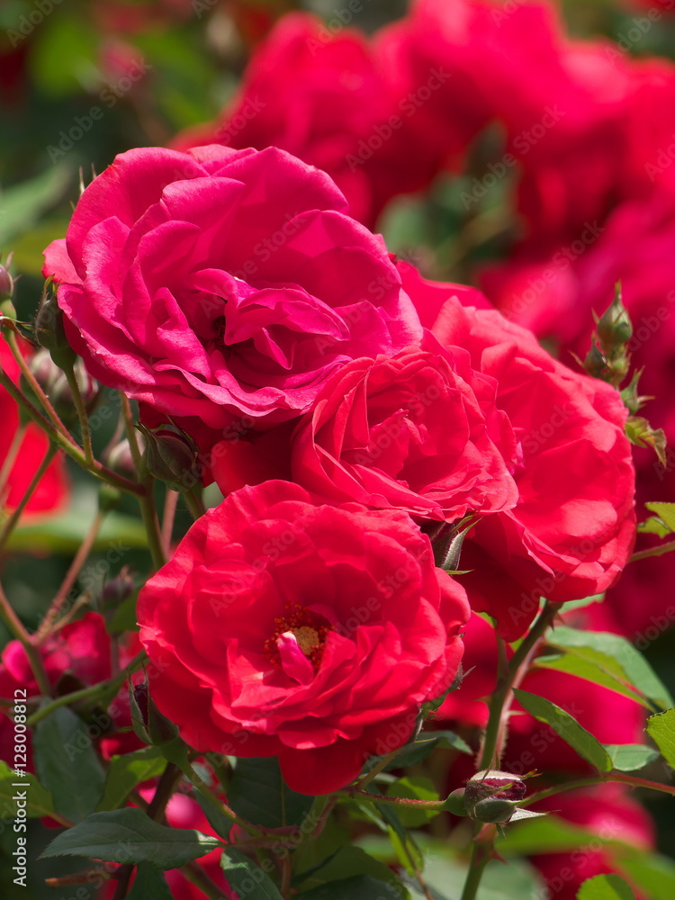 薔薇 薔薇